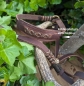 Preview: - Kopie